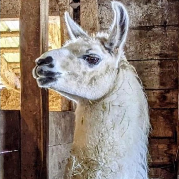 poshllamas